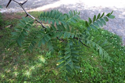 Gleditsia triacanthos - dřezovec trojtrnný - větévka (92)